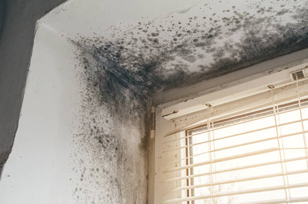 Trusted Commercial Mold Remediation service in Moncure, NC - Cheap Mold Removal